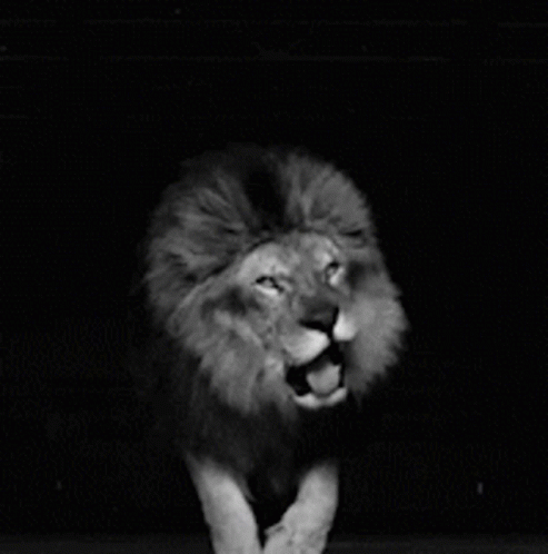 A Black And White Photo Of A Lion With A Caption That Says Let 'S Fckn Roaaarrr GIF