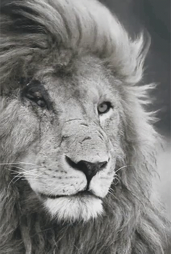 A Black And White Photo Of A Lion With A Very Long Mane GIF