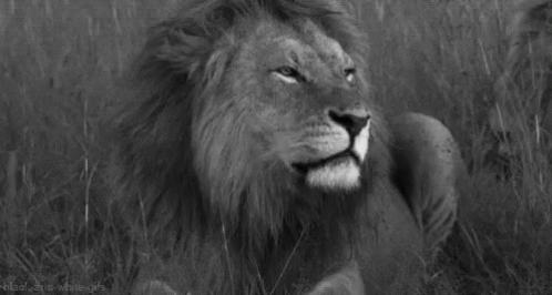 A Black And White Photo Of A Lion With Its Mouth Open In A Field . GIF