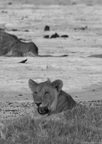 A Black And White Photo Of A Lioness Laying Down In The Grass GIF