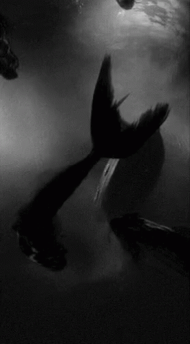 A Black And White Photo Of A Mermaid 'S Tail GIF