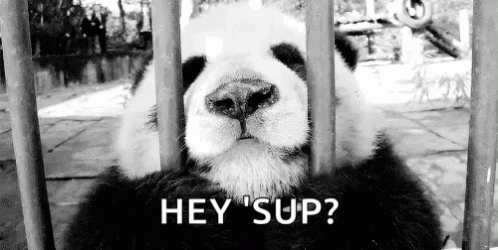 A Black And White Photo Of A Panda Bear Behind Bars With The Caption `` Hey 'Sup '' . GIF