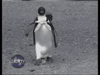 A Black And White Photo Of A Penguin Walking In Front Of Reality Tv GIF