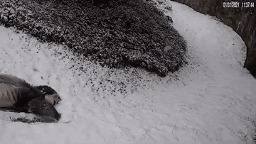 A Black And White Photo Of A Person Laying On The Snow . GIF