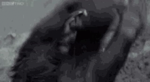 Black And White Foot On Rock GIF