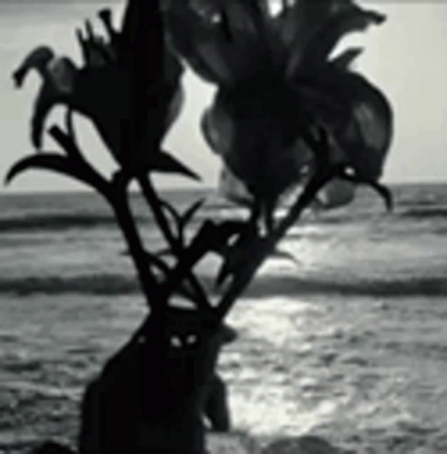 A Black And White Photo Of A Person Standing Next To A Vase Of Flowers On The Beach . GIF