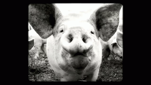 A Black And White Photo Of A Pig With Its Mouth Open Looking At The Camera GIF