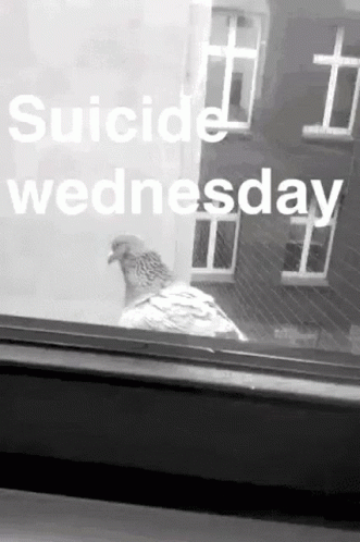 A Black And White Photo Of A Pigeon Looking Out A Window With The Words Suicide Wednesday Below It GIF