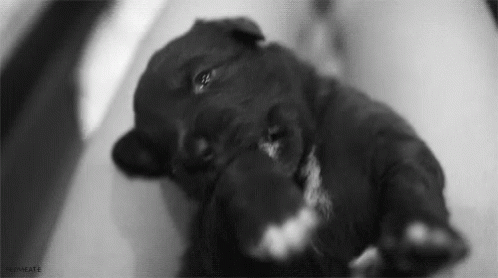 A Black And White Photo Of A Puppy Laying Down On A Table . GIF
