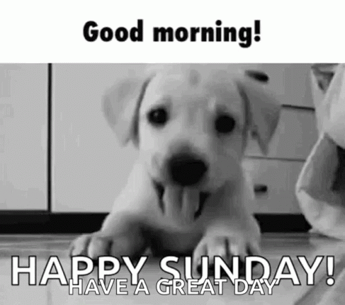 A Black And White Photo Of A Puppy With Its Tongue Hanging Out And The Words `` Good Morning ! Happy Sunday ! '' GIF