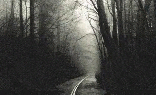 A Black And White Photo Of A Road In The Middle Of A Forest . GIF