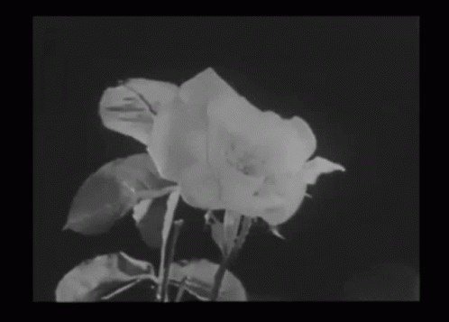A Black And White Photo Of A Rose With A Black Background GIF