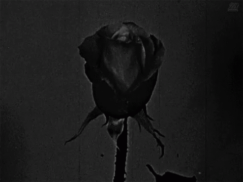 A Black And White Photo Of A Rose With The Letter R On The Bottom Left GIF
