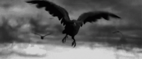 A Black And White Photo Of A Seagull Flying Over The Ocean . GIF