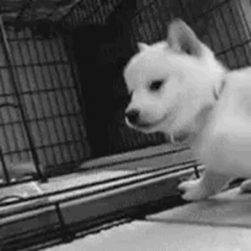 A Black And White Photo Of A Shiba Inu Puppy Standing In Front Of A Fence . GIF