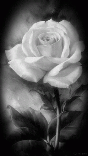 A Black And White Photo Of A Single White Rose GIF