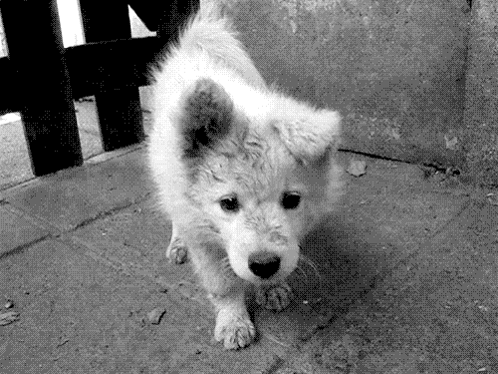 A Black And White Photo Of A Small White Puppy Looking At The Camera GIF