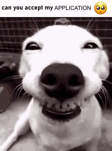 Black And White Dog Smiling Can You Accept My Application GIF