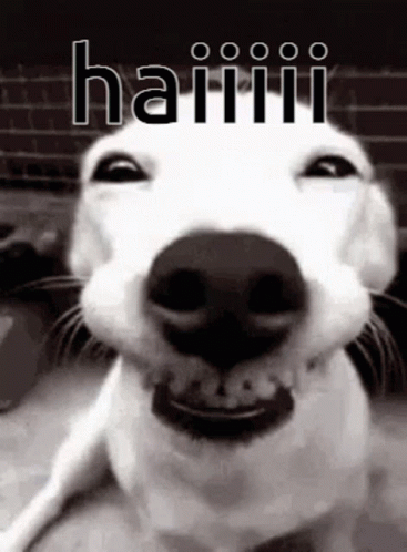 A Black And White Photo Of A Smiling Dog With The Word Haiii Written Above It GIF