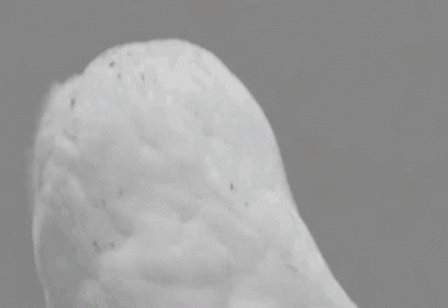 A Black And White Photo Of A Snowy Owl With Big Eyes . GIF