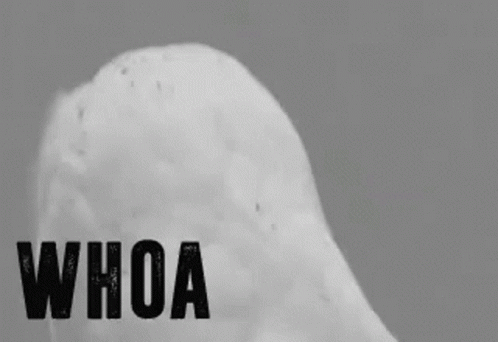 A Black And White Photo Of A Snowy Owl With The Word Whoa Written Below It GIF