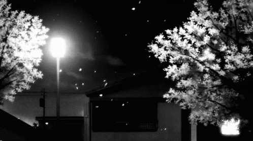 A Black And White Photo Of A Street Light And Trees With Petals Falling GIF