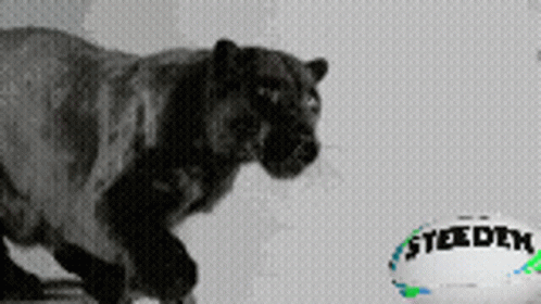A Black And White Photo Of A Tiger And A Steelers Ball GIF