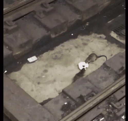 A Black And White Photo Of A Train Track With A Rat And A Piece Of Paper GIF