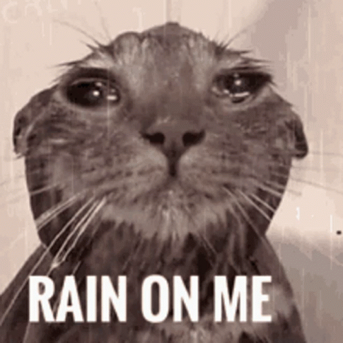 A Black And White Photo Of A Wet Cat With The Words Rain On Me Above It GIF