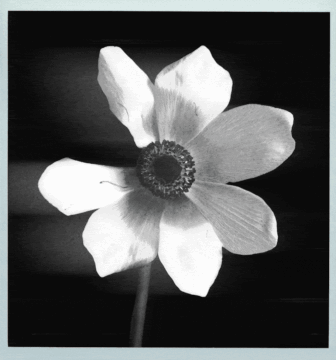 a black and white photo of a white flower with a dark center