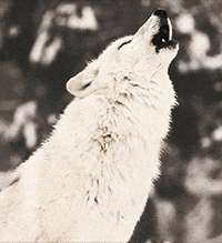 A Black And White Photo Of A White Wolf Howling With Its Mouth Open GIF