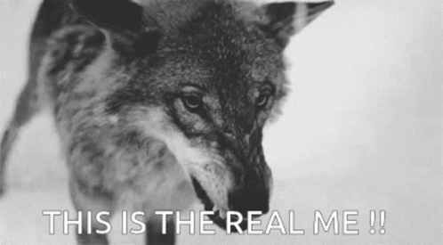 A Black And White Photo Of A Wolf With The Caption `` This Is The Real Me ! '' GIF