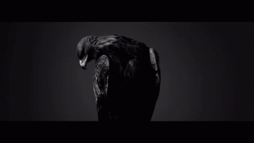 A Black And White Photo Of An Eagle With Its Wings Spread In The Dark . GIF