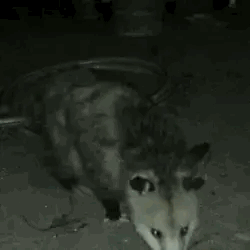 A Black And White Photo Of An Opossum Eating A Rat On The Ground . GIF