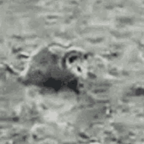 A Black And White Photo Of An Opossum Walking In The Grass . GIF