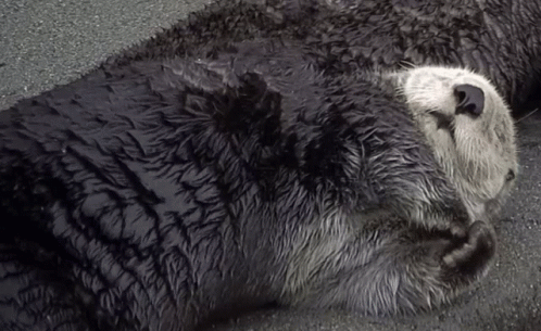 A Black And White Photo Of An Otter Sleeping On The Ground GIF