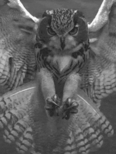 A Black And White Photo Of An Owl Sitting On A Glass Table . GIF