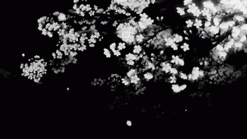 A Black And White Photo Of Cherry Blossoms Falling From A Tree GIF