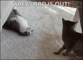 A Black And White Photo Of Two Cats Playing With Each Other . GIF