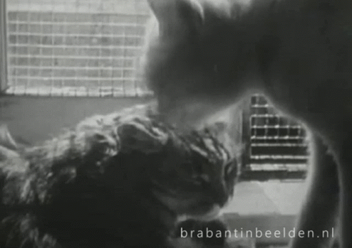 A Black And White Photo Of Two Cats With The Website Brabantinbeelden.nl Written On The Bottom GIF