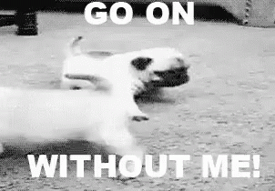 A Black And White Photo Of Two Pugs Running With The Caption `` Go On Without Me '' . GIF
