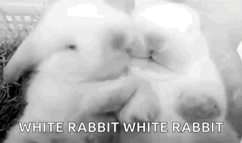 a black and white photo of two white rabbits sleeping together .