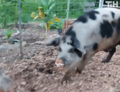 A Black And White Pig Standing In The Dirt With The Letters Th On The Fence In The Background GIF