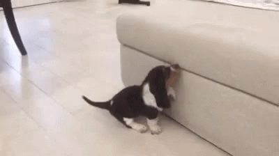 A Black And White Puppy Is Playing With A Rabbit On A Couch . GIF