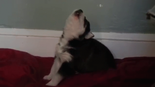 A Black And White Puppy Is Sitting On A Red Blanket And Howling GIF