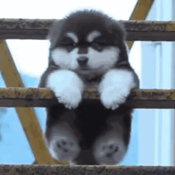 a black and white puppy is sitting on top of a wooden railing .