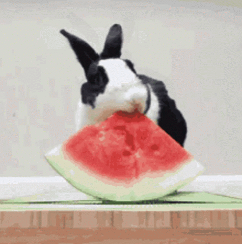 A Black And White Rabbit Is Eating A Slice Of Watermelon . GIF
