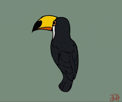 A Black And White Toucan With A Yellow Beak GIF
