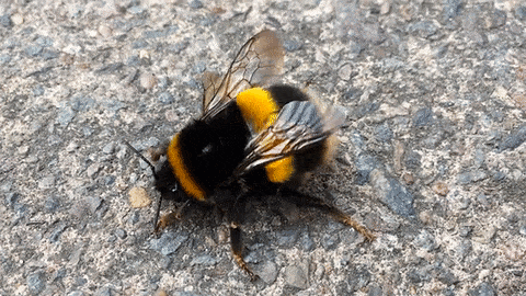 A Black And Yellow Bee Is Laying On A Concrete Surface GIF