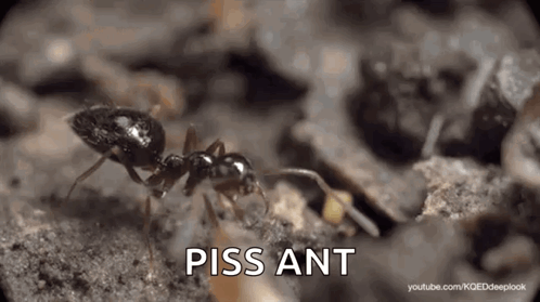 A Black Ant Is Crawling On A Pile Of Dirt And The Word Piss Ant Is Visible In The Corner . GIF